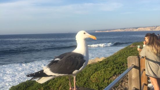 La Jolla 是聖地亞哥著名景點，這裏可以一覽無遺看到最