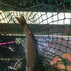 Ganlaosiya Fish Restaurant (shawan) User Photo