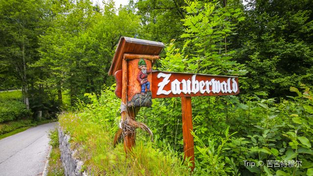 マジックフォレスト