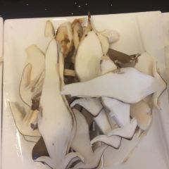 Snow mountain clouds wild mushrooms 여행 사진