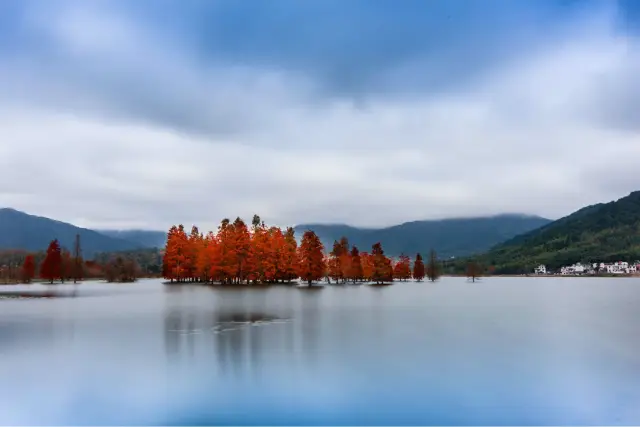 Maple Leaf Viewing in Wuyuan