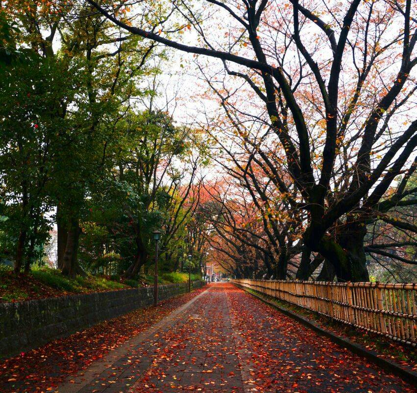 名古屋紅葉 | 1. 名古屋城 & 名城公園
