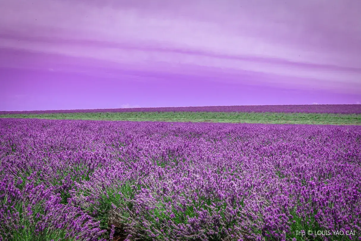 4_飄絲薰衣草莊園