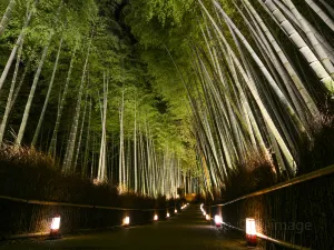 嵐山 竹林小徑