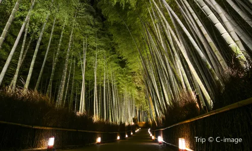 Arashiyama Bamboo Forest