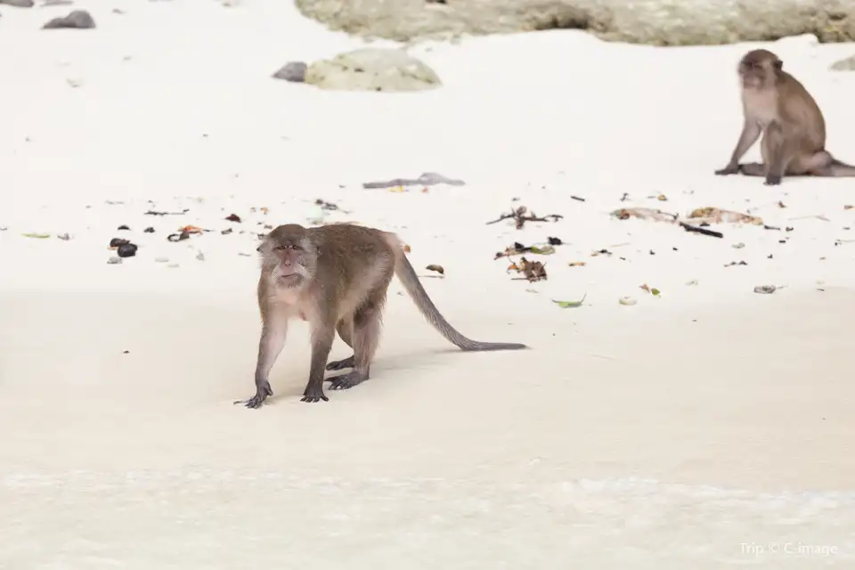 5_Monkey Beach