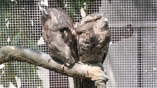 一個很有趣的動物園，可以近距離接觸，由通用的投餵食物，很便宜