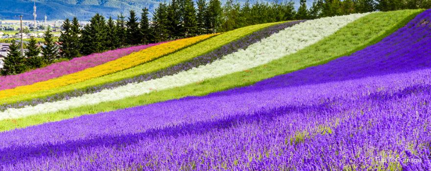 Farm Tomita