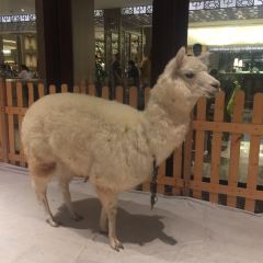 ZHOU SHAN LV CHENG ZHI YING ZHU JIA JIAN DONG SHA DU JIA JIU DIAN DONG HAI GE CAN TING User Photo