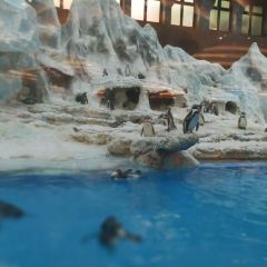 Emperor Penguin All Day Dining User Photo