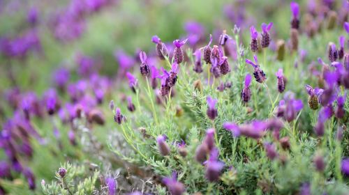 Ali'i Kula Lavender