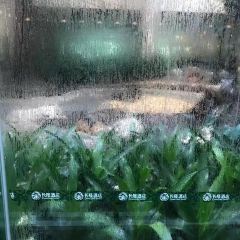 white tiger User Photo