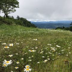 Kohi Morinotokei User Photo