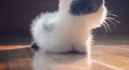 肯德基（平度帝王店）