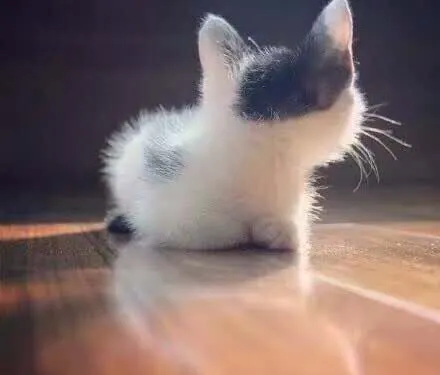 肯德基（平度帝王店）