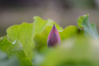 Ban QiuShan Western Restaurant