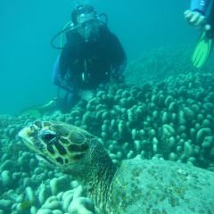 Verde Divers User Photo