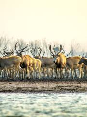 江蘇大豊麋鹿国家級自然保護区