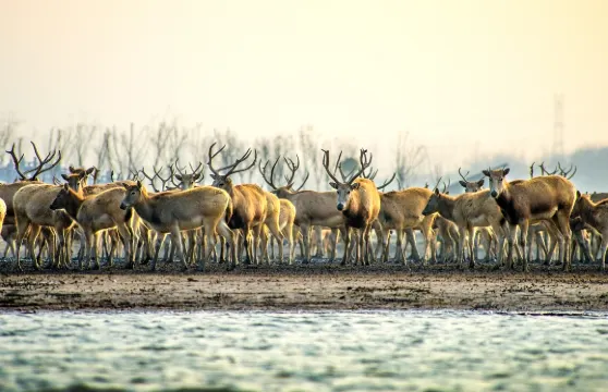2人起私家團中華麋鹿園黃海森林公園一日遊鹽城泰州揚州上門接送