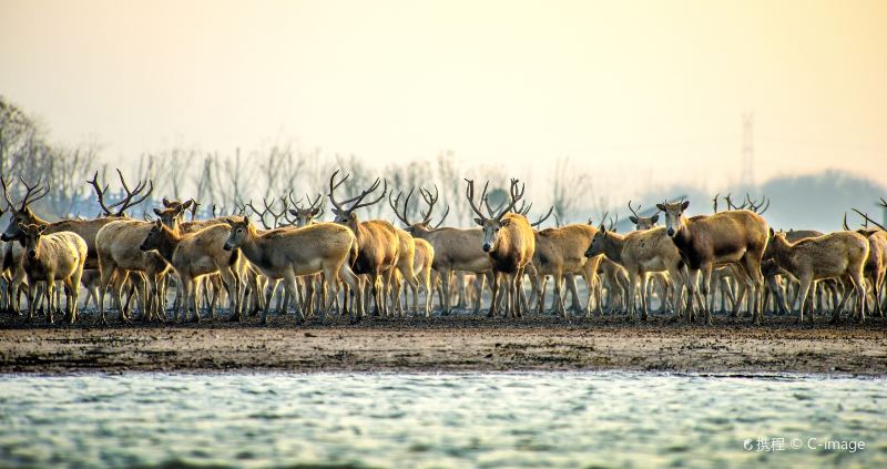 Dafeng Elk National Nature Reserve