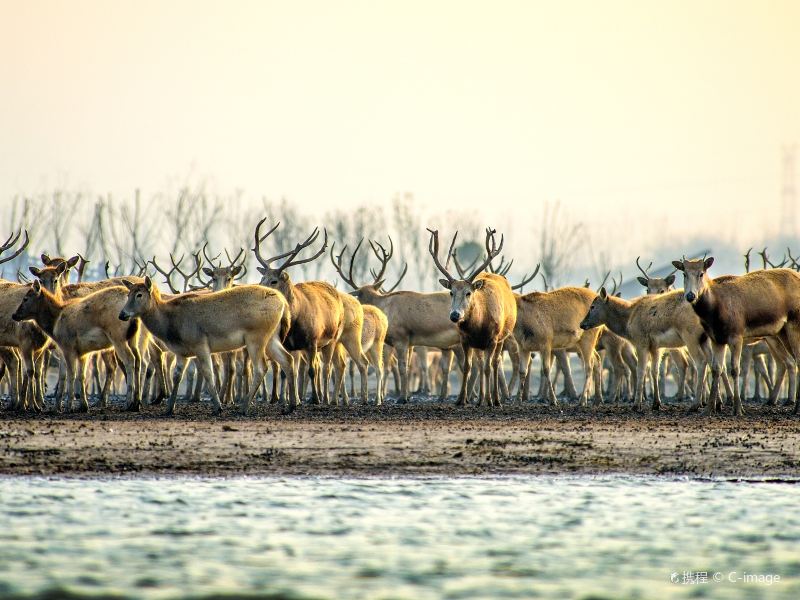 Dafeng Elk National Nature Reserve