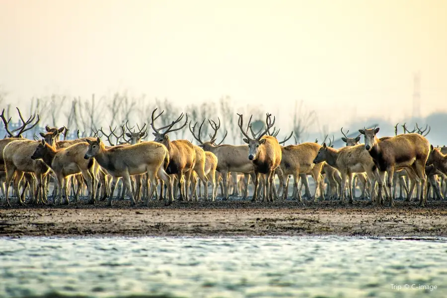 Dafeng Elk National Nature Reserve