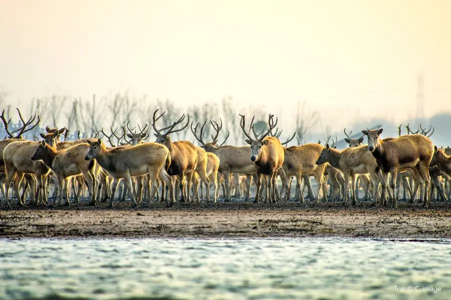 江蘇大豊麋鹿国家級自然保護区