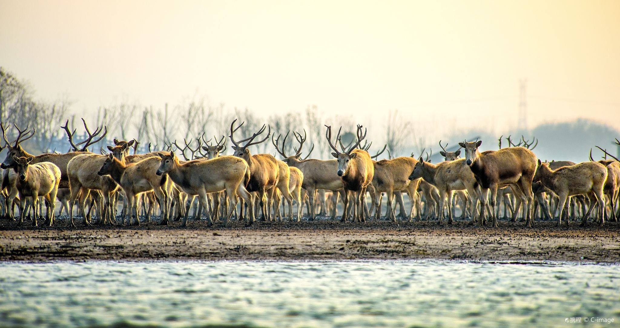 2人起私家團中華麋鹿園黃海森林公園一日遊鹽城泰州揚州上門接駁