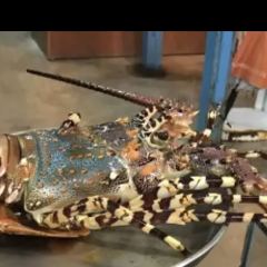 Crab Samui ảnh của người dùng