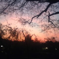 雷峰塔·藕香居餐厅 User Photo
