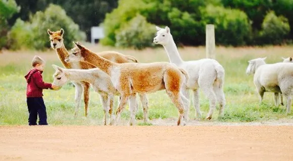 Yirri Grove Olive Farm and Restaurant