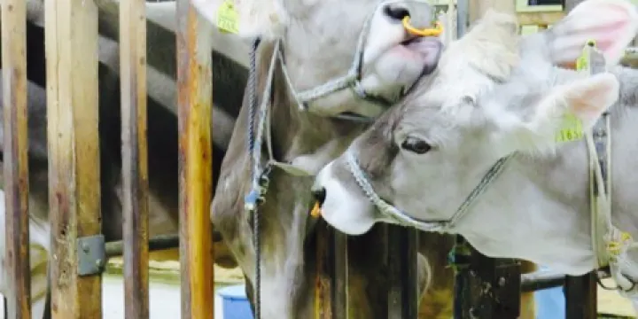 Ideboku Green Field Daichi