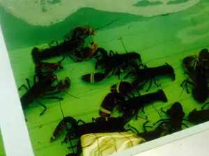 Les Viviers Charentais