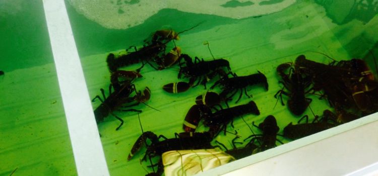 Les Viviers Charentais