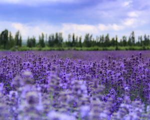 香港-伊寧市 機票酒店 自由行