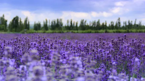 Yining City travel destination
