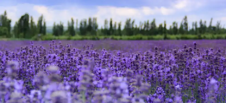 Ketjun junyi majoituspaikat kohteessa Gulja