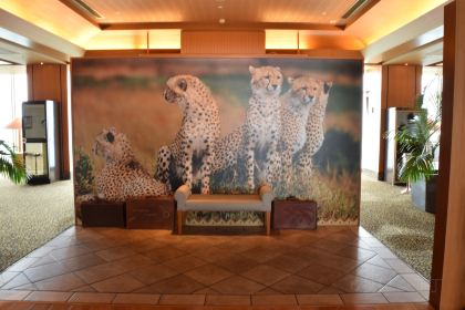 WINDSOR OUT OF AFRICA