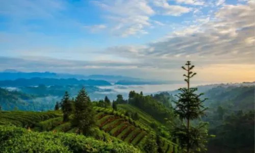 Niunianping Sightseeing Tea Garden