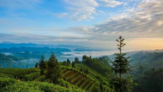 Niunianping Miles Sightseeing Tea Garden