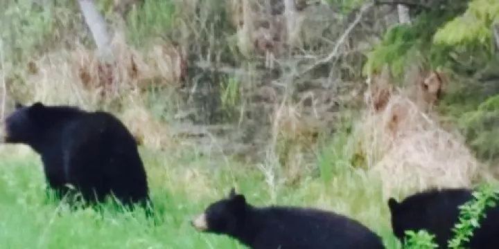 Elkhorn Resort & Conference