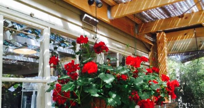 Mcgain's Nursery cafe