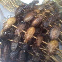 zi yang shao kao ảnh của người dùng
