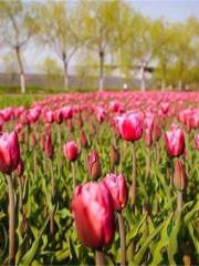 Wuhu Liulang Wetland Flower Sea