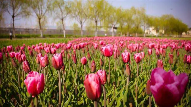 Wuhu Liulang Wetland Flower Sea