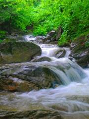 Qinling Dabagou Sceneic Area