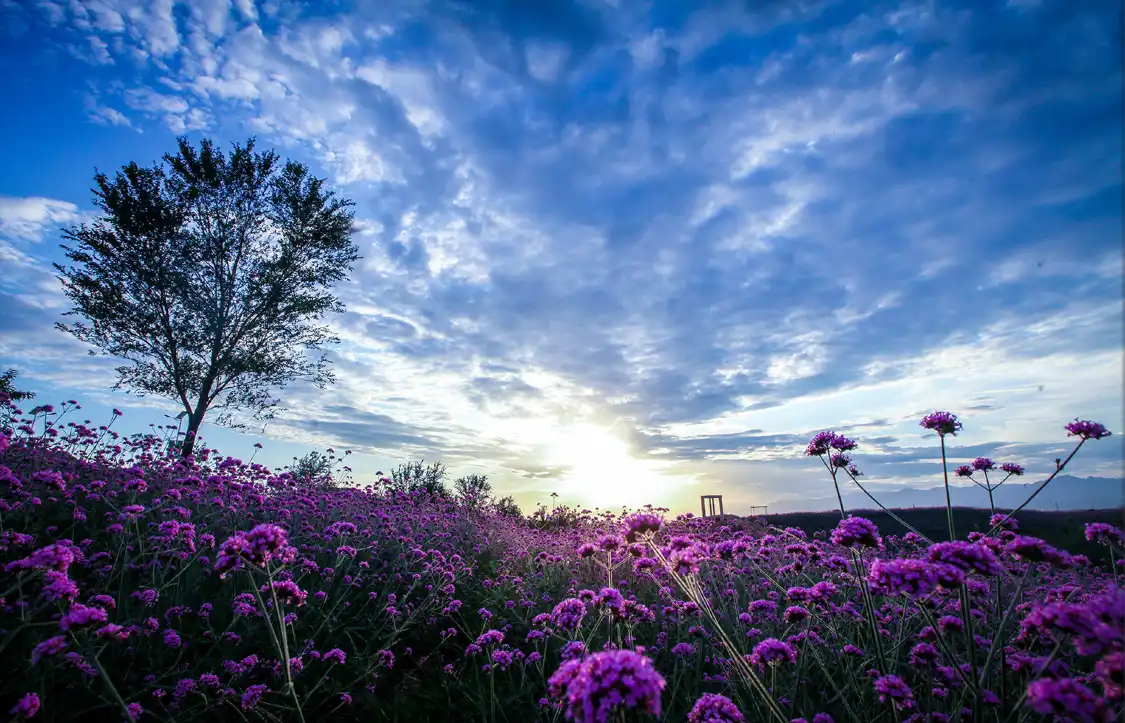 Hotels near Rose Garden