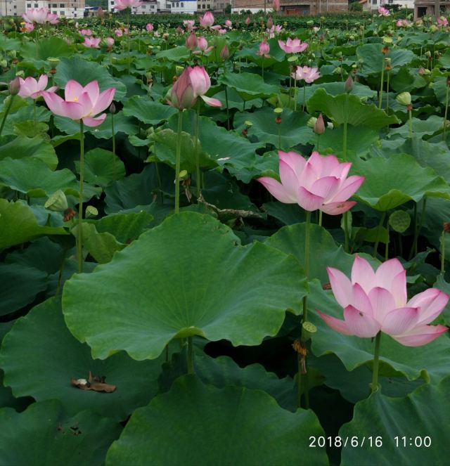 Hakka round houses in Hezhou
