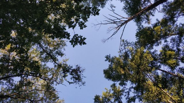 大島植物園