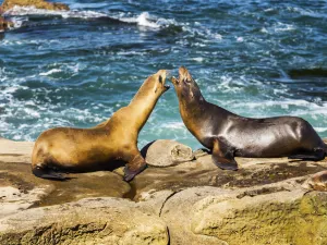La Jolla Cove